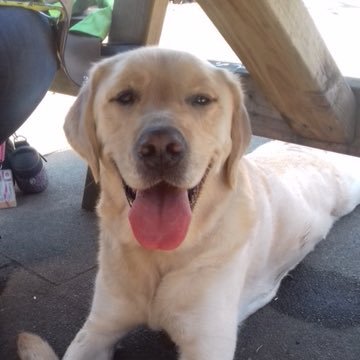 i'm a gorgeous Labrador Golden retriever cross retired guide dog. now living with my forever family after five years life changing service to mum Victoria.