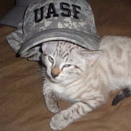 #Bitcoin ftw # UASF cat thx to @_GIBUS_ # Trust-minimization # 🙇‍♂️ hf, grau