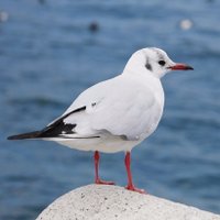 sa110 (@_sa_110) 's Twitter Profile