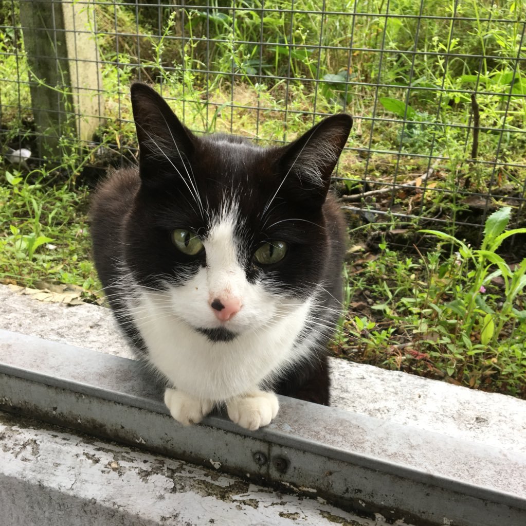 Cat Controller, Hyndland Train Station 🚂Honorary Purrrfessor, Gartnavel Hospital 🏥 Countryside Cat! 😸❤️🏡 Proud #Ambassacat #TeamBeatson #AdoptDontShop 🐾