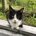 Hermes, the Hyndland Station Cat (@hyndlandstcat) Twitter profile photo Hermes, the Hyndland Station Cat (@hyndlandstcat) Twitter profile photo