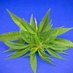 Weed Hosts (@weedhosts) Twitter profile photo Weed Hosts (@weedhosts) Twitter profile photo