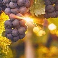 Wine Travel Eats(@winetraveleats) 's Twitter Profile Photo