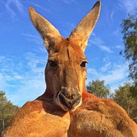 Cryptoroo ⚡️ (@cryptoroo) 's Twitter Profile