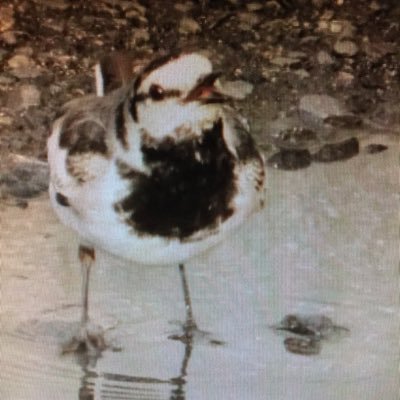 suivari_t's profile picture. ナニモカモ ワカラナイ 
Propellerhead Reason , KORG Gadgetなどで遊んでいます 
https://t.co/eL8KqOBUa7 
https://t.co/boXczaz3nk