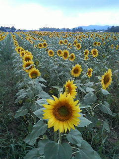 mori97's profile picture. はじめして！『もりぽん』です。会社員です。 
B’ｚ　mihimaru GT　FUNKY MONKEY BABYS　福山雅治　ケツメイシ　渡辺美里の曲が好きです。 埼玉西武ライオンズそして浦和レッズを応援しています。よろしくお願いします。