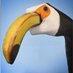 ToucanTime (@bananabeakbirda) Twitter profile photo ToucanTime (@bananabeakbirda) Twitter profile photo