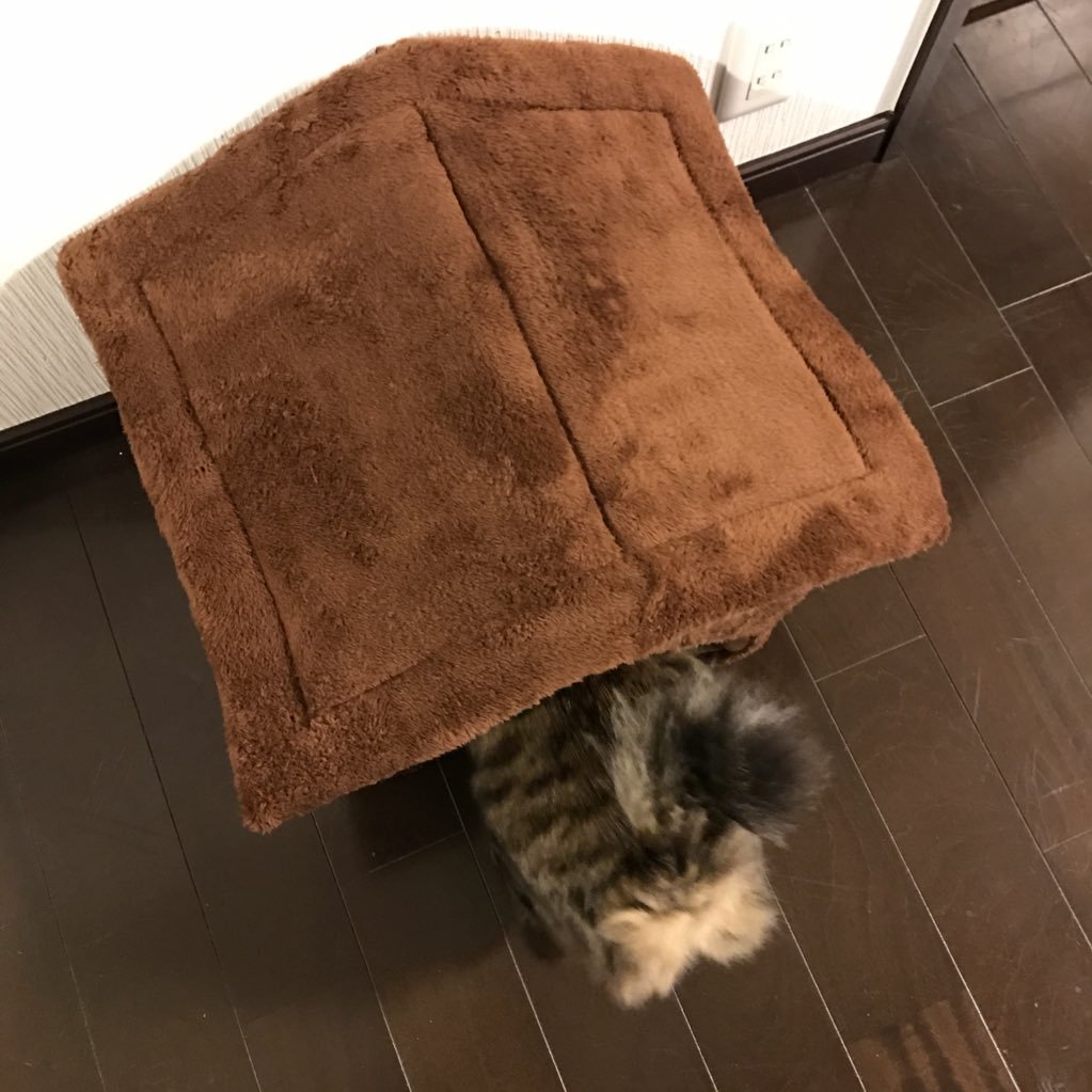 hmr_91's profile picture. きんききっず、時々タティング