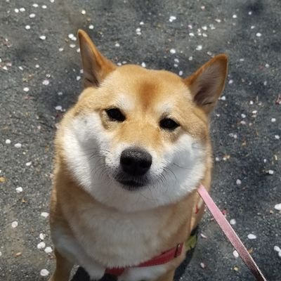 azk20140313's profile picture. 2014年3月13日うまれ(6歳)
柴犬♀のあずきです(*´ω｀*)
ニックネーム:あず、あーちゃん(*^^*)
☆東京在住☆
よろしくお願いします♪

飼い主→佳菜 @NolaLove0817