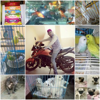 ଆପଣଙ୍କୁ ଯେକୌଣସି foreigner pets ଦରକାର ତେବେ ଆମ whats app no 7008080116 ରେ ଅଡର୍ କରିପାରିବେ ।
ତା ସହିତ ଅଗରବତୀ ର ମଧ୍ୟ dealing କରିପାରିବେ । thanks...