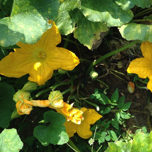 joestrees's profile picture. Christmas Tree and Pumpkin Farm