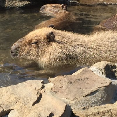 noriwaru03's profile picture. 既婚の55歳過ぎの左麻痺の日本酒好きなおっさん 三十代で発症した脳梗塞の後遺症の身体障害２級(左上肢２級、左下肢4級)と高次脳機能障害に因る精神障害３級を抱えて復職後約15年支え続けてくれた妻と自分の為頑張ってきたが、身体と心が限界に達したので令和２年6月末を以て退職 投資副業等一切興味無❗️