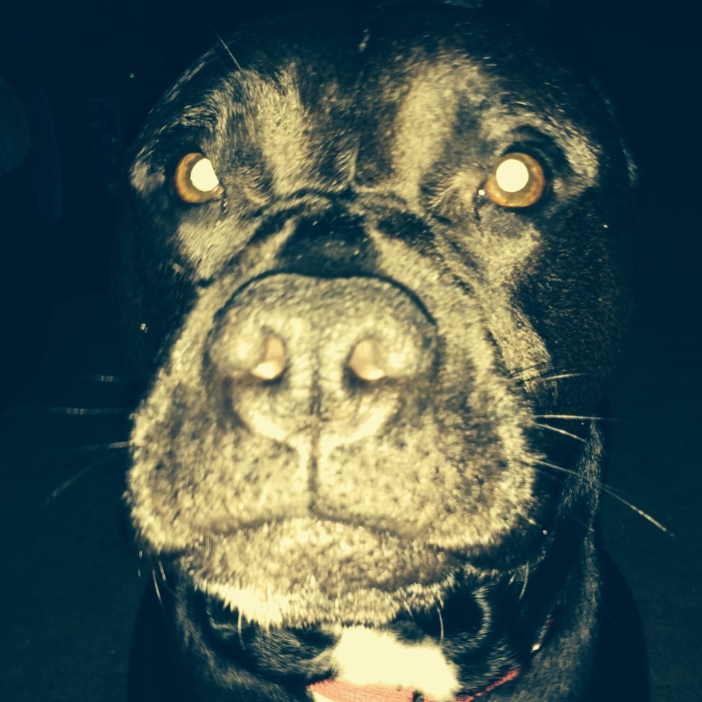 SerpentSoda's profile picture. husband/ father/ artist / RAMONES