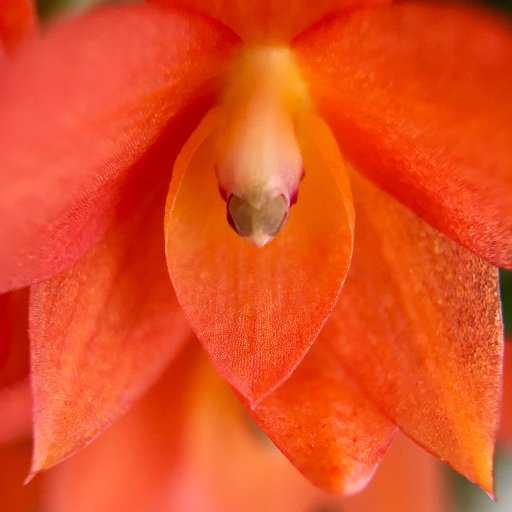 _orquideas_'s profile picture. 