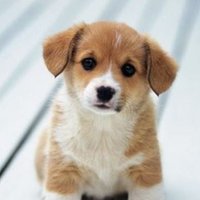 Bridget (@bunnybridget) 's Twitter Profile