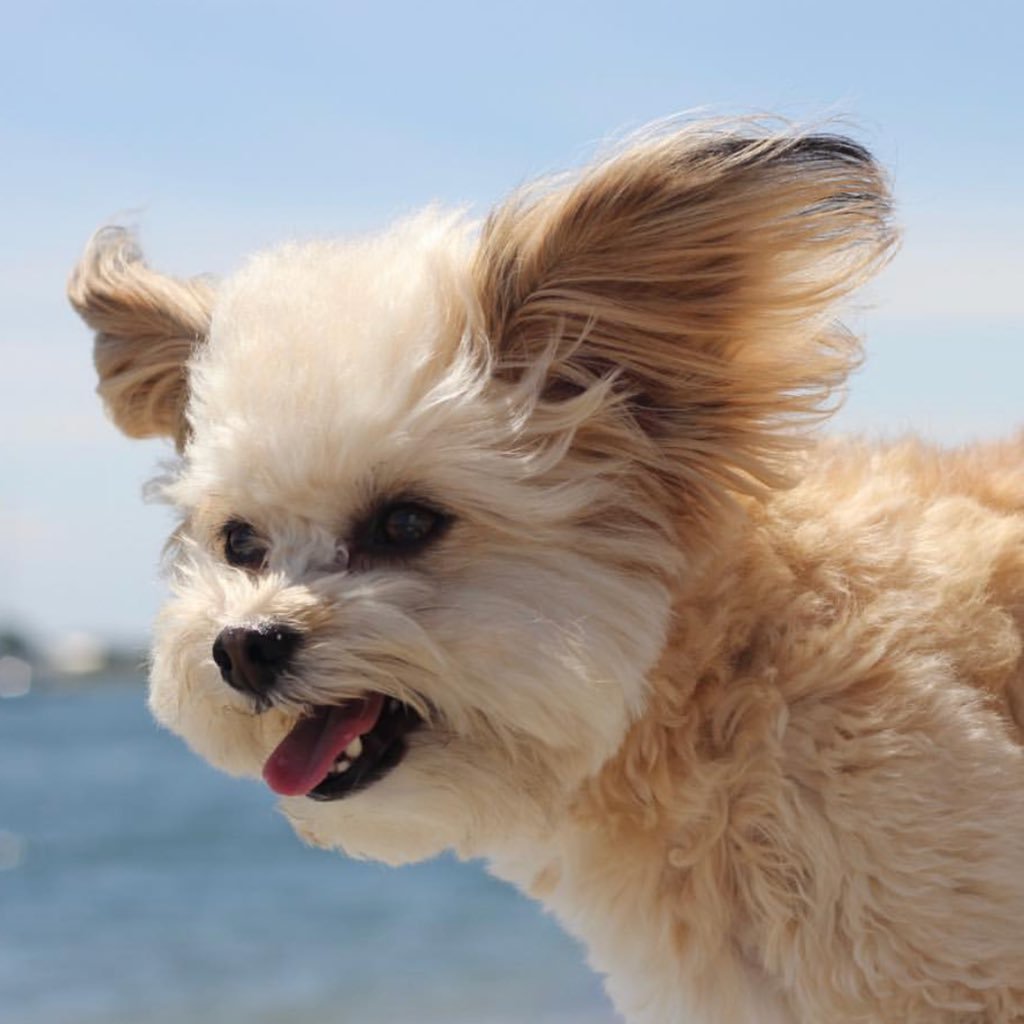 So excited to have Over 14k Instagram followers😍 FB & INSTAGRAM: @FenwaysAdventures SNAP: TheFenwayPuppy