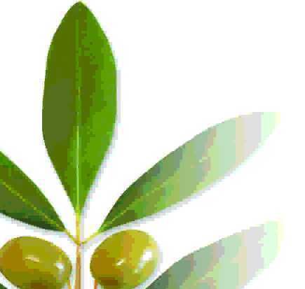 oliveoilsoap's profile picture. Manufacturers of natural and organic skin care products using the finest ingredients from mother nature.
