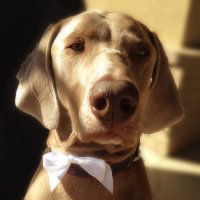 Robert (@rsteeps) 's Twitter Profile Photo