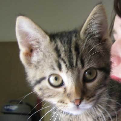 i can haz friendz on twitter. looking for other kittens and cat tweeples