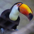 orpheus1968's profile image