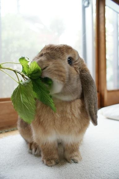 うさうさ🐰さんのプロフィール画像