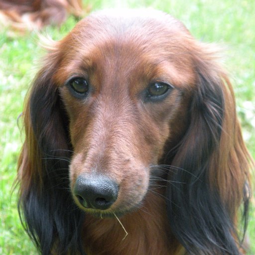 Sörmlandsbo. Doglover, especially Dachshunds.