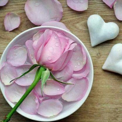 VVS10QTEook0Ocb's profile picture. كُـن رَاقِياً ؛ بَفكركْ ؛ بَ كتَابَاتكَ ؛ بَ أفعَالكْ ؛ أخَلآقكْ ؛ سَتجَذبّ إلِيكَ قُلُوبّ النَاسْ ؛ وإنْ كَانُوآ لآ يَعرفُونْ عَنكَ..