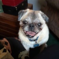 Pug dog George🌈 Bill & Rose (@mslr4ever) 's Twitter Profile