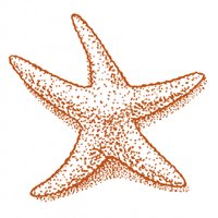 Starfish International(@StarfishIntl) 's Twitter Profileg