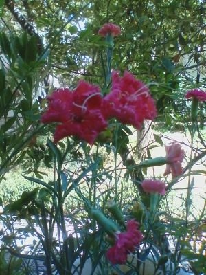 FPdPlrxJPaBzami's profile picture. 