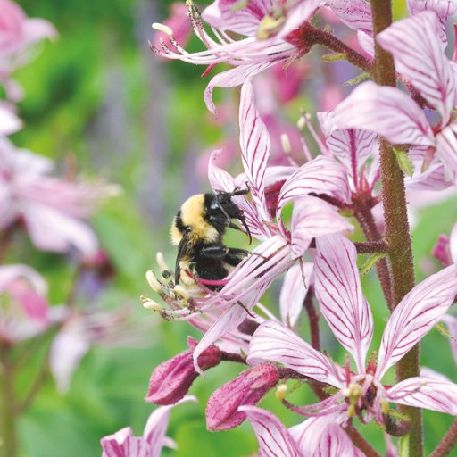 Ontario Gardener Mag