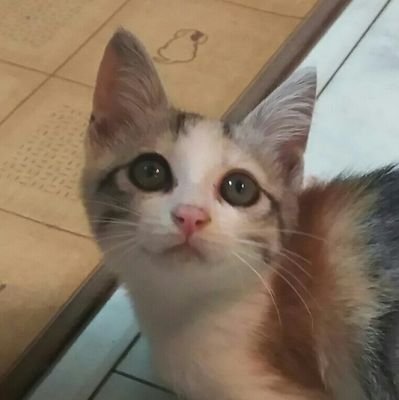 🐱ゆん🐱さんのプロフィール画像