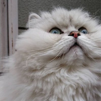 やんさんのプロフィール画像