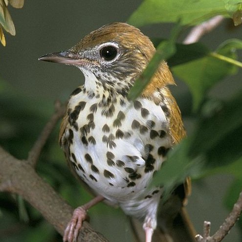 Dedicated to the conservation and preservation of Illinois habitat and its diversity of native birds, animals and plants.