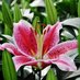 Sun Valley Floral (@lilysunvalley) Twitter profile photo Sun Valley Floral (@lilysunvalley) Twitter profile photo