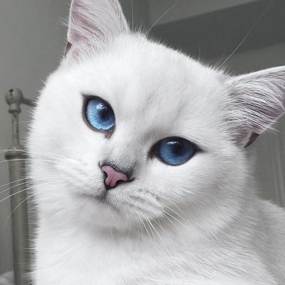 bbybrokenfoot's profile picture. complaints and rants