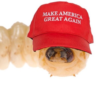 Image result for maggot Trump