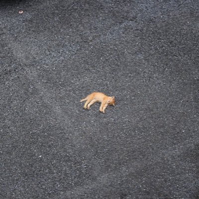 sabrer_'s profile picture. 