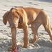 Rhodesian Ridgeback (@ridgebackclub) Twitter profile photo Rhodesian Ridgeback (@ridgebackclub) Twitter profile photo
