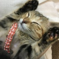 上野 励 Rei Ueno🌴音響効果マン (@ohohhohhh) 's Twitter Profile Photo 上野 励 Rei Ueno🌴音響効果マン (@ohohhohhh) 's Twitter Profile Photo