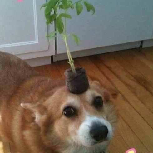 sparkofgenius96's profile picture. Master of Bread Acquisition, School of Grinding, concentration in Dawg