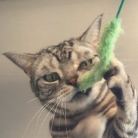 ねころぐ @マレーシア🇲🇾 (@pazu_nyans) 's Twitter Profile Photo ねころぐ @マレーシア🇲🇾 (@pazu_nyans) 's Twitter Profile Photo