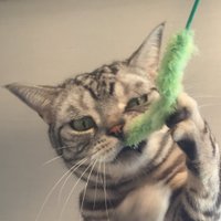 ねころぐ @マレーシア🇲🇾(@pazu_nyans) 's Twitter Profile Photo