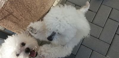 Dont_Copymyname's profile picture. Dog i love it