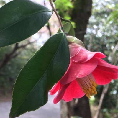 らくようさんのプロフィール画像