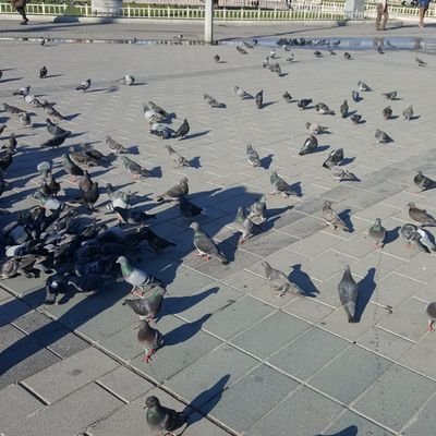 abosaleh641's profile picture. بكالوريس علم نفس _ أعمال حره