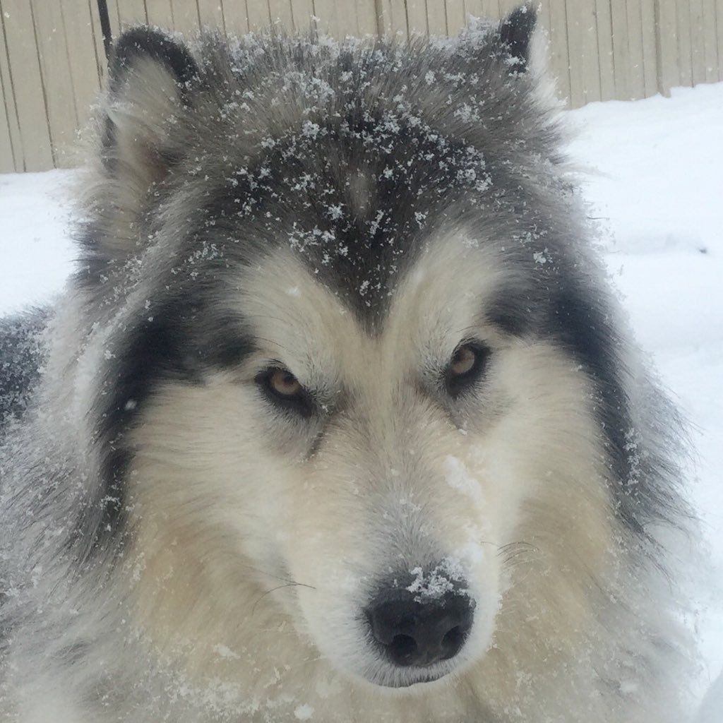 RaiderMalamute's profile picture. 