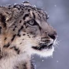YusufMetinErli's profile picture. Şimdi gelse kim farkeder...