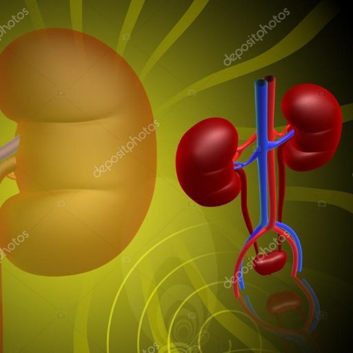Rsanos_vidaT's profile picture. 👉Los Riñones, Órgano de gran importancia en nuestro cuerpo. Hay que cuidarlos👈