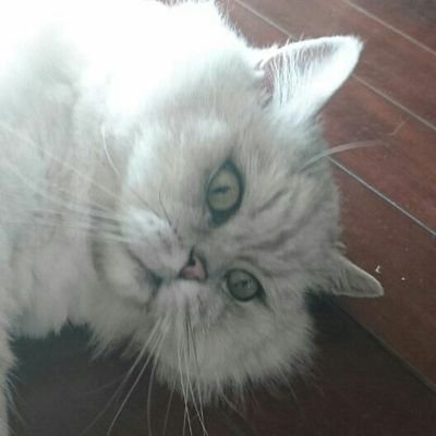 tweets unrelated to work | daytime software engineer | home-grown sysadmin | rw: zh_CN+en_US, ro: ja_JP, @cth451@pawoo.net